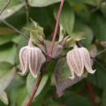 Botanische Clematis