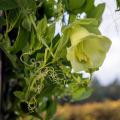 Klokwinde - Cobaea scandens zaad