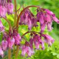 Roze Gebroken hartje - Dicentra spectabilis