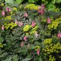 Bodembedekkend Gebroken hartje - Dicentra spectabilis