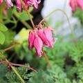Gebroken hartje - Dicentra spectabilis voor potten