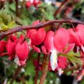 Rood Gebroken hartje - Dicentra spectabilis