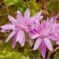 Herfsttijloos - Colchicum