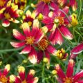 Coreopsis rode bloemen