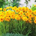 Coreopsis voor potten