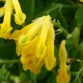 Corydalis gele bloemen
