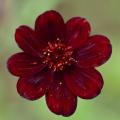 Cosmos atrosanguineus - Chocoladeplant