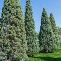 Cupressus - Cipres
