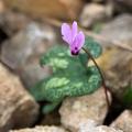 Herfstcyclamen