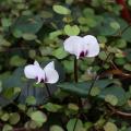 Tuincyclamen