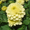 Gele Dahlia's