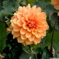 Oranje Dahlia's