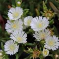 Delosperma witte bloemen