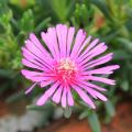 Delosperma roze bloemen