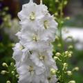 Witte Delphinium