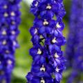 Blauwe Delphinium