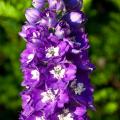 Dubbele Delphinium