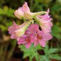 Roze Delphinium