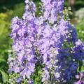 Botanische Delphinium