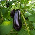 Aubergineplanten in pluggen