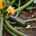 Courgetteplanten in pluggen