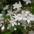 Deutzia - Bruidsbloem