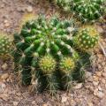 Echinopsis