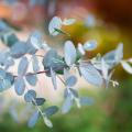 Gomboom - Eucalyptus gunnii