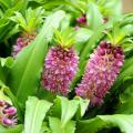 Eucomis - Ananasbloem