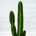 Cactus Euphorbia