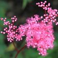 Filipendula - Moerasspirea