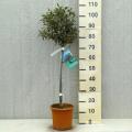 Halfstam fruitbomen