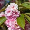 Fruitbomen met bloesem