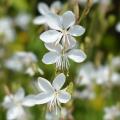 Witte Gaura
