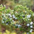 Juniperus communis - Gewone jeneverbes