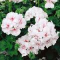 Interspecifieke geraniums