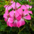 Hanggeranium - Pelargonium peltatum