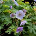 Winterharde geraniums per ras