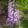 Chinese blauwe regen - Wisteria sinensis
