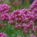 Centranthus - Tuinvaleriaan zaad