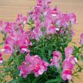 Leeuwenbek - Antirrhinum zaad