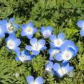 Zaden van nemophila’s