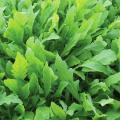 Zaden van Rucola