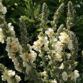 Zaad van Verbascum
