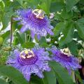 Passiflora Zaadjes