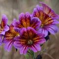 Salpiglossis zaden