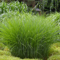Graminées pour sols lourds
