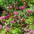 Groot sterrenscherm - Astrantia major