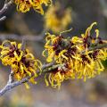 Toverhazelaar - Hamamelis