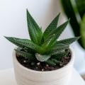 Haworthia - Zebraplant